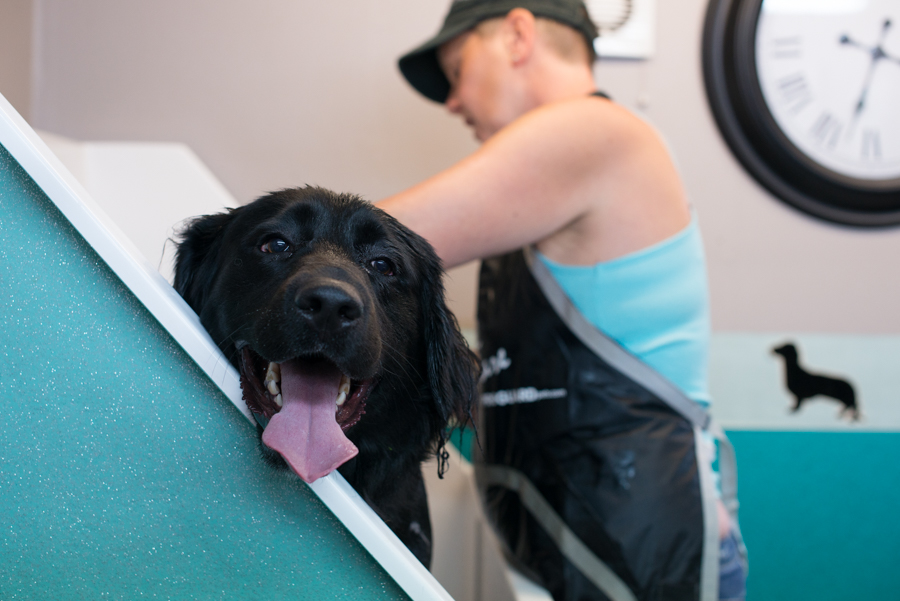 Charity Dog Wash in Farncombe, Godalming